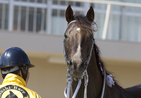  第4回 南関東競馬３冠牝馬チャームアスリープが繋ぐ夢とロマンの画像