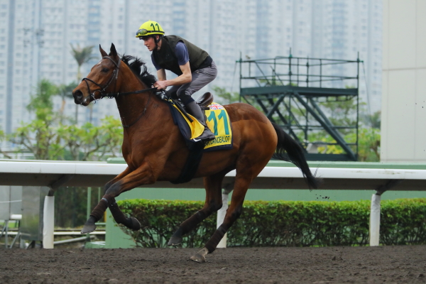 外国馬の様子・香港スプリントの画像