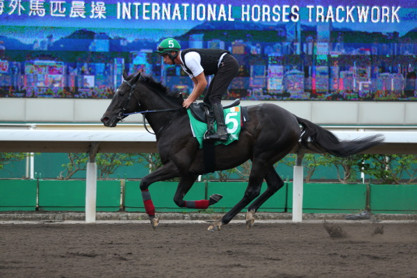 外国馬の様子・香港ヴァーズの画像