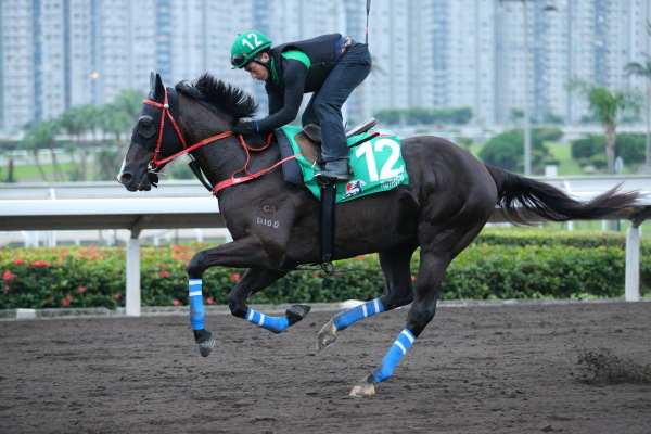 外国馬の様子・香港ヴァーズの画像