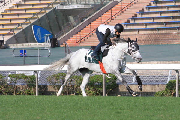 12月8日今朝の日本馬の画像
