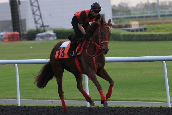 3･27　今朝の日本馬の画像