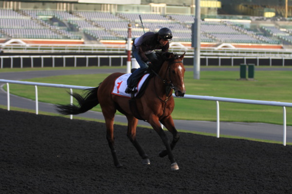 3･27　今朝の日本馬の画像