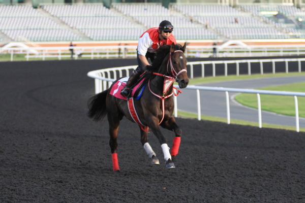 3･27　今朝の日本馬の画像