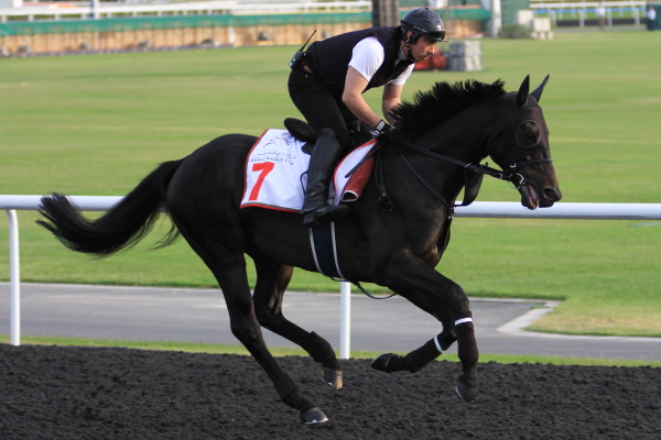 3･27　今朝の日本馬の画像