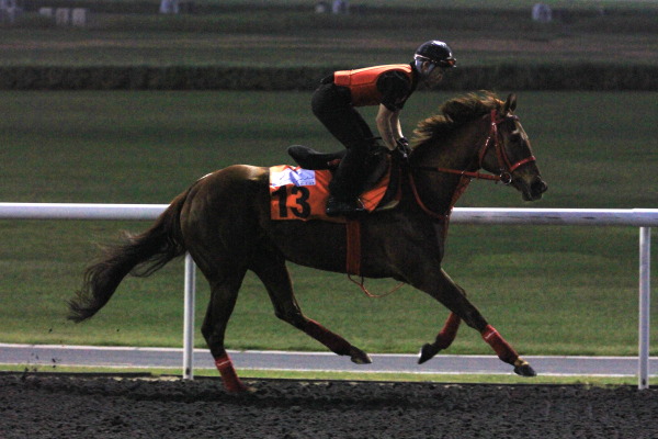 3･28　今朝の日本馬の画像