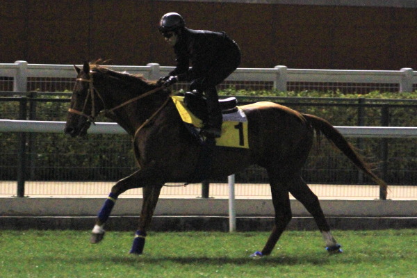 3･30　今朝の日本馬の画像