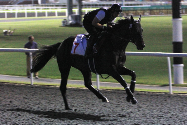 3･30　今朝の日本馬の画像