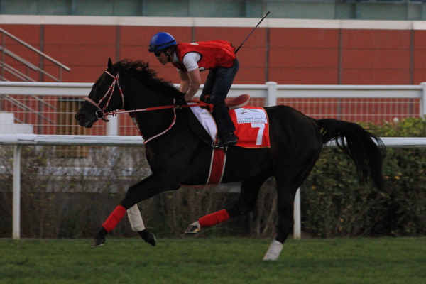 3･30　今朝の日本馬の画像