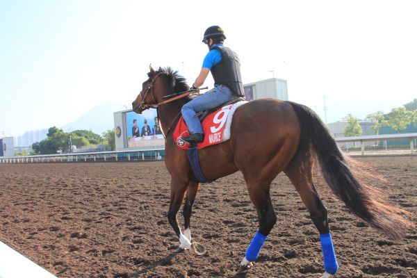 12月10日今朝の日本馬の画像