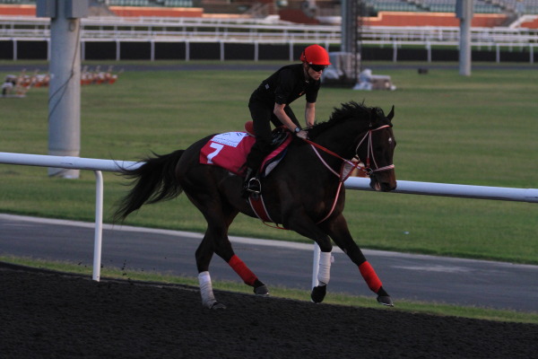 3･30　今朝の日本馬の画像