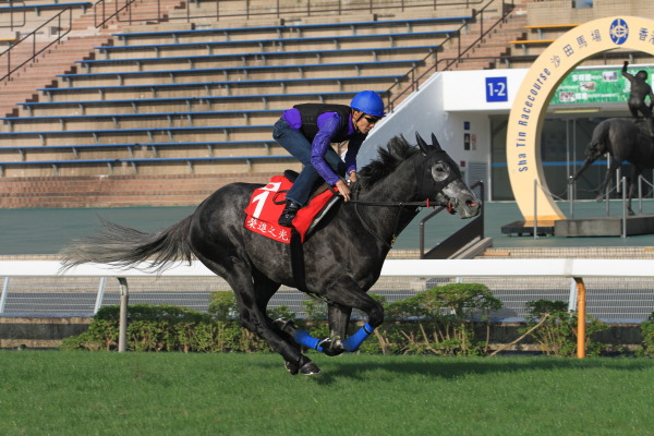 12月8日今朝の日本馬の画像