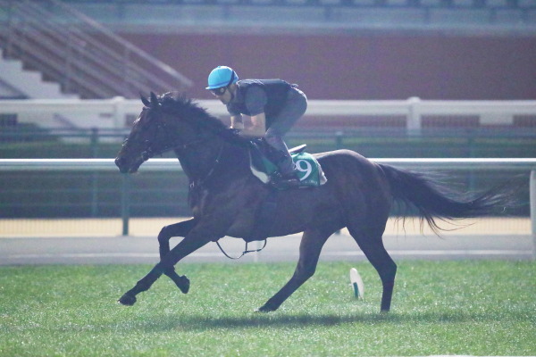 3.28　今朝の日本馬の画像