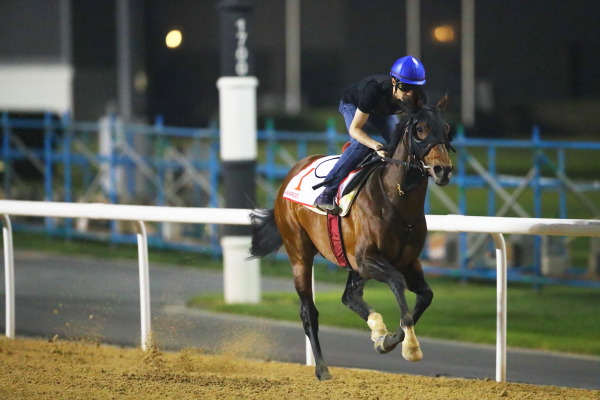 3.28　今朝の日本馬の画像