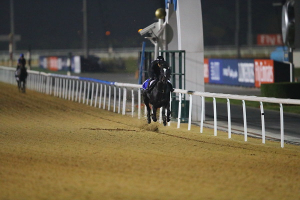 3.28　今朝の日本馬の画像