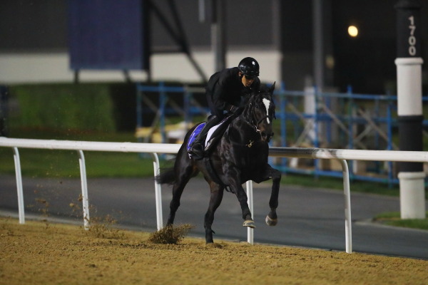 3.28　今朝の日本馬の画像