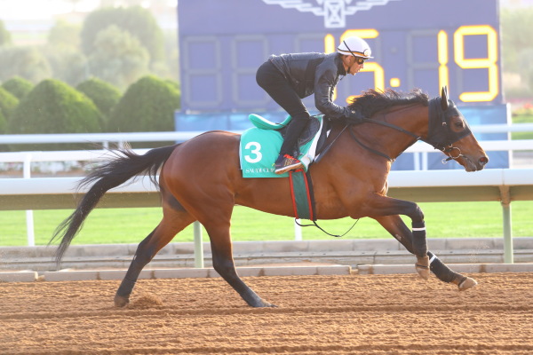 2･27　今朝の日本馬の画像