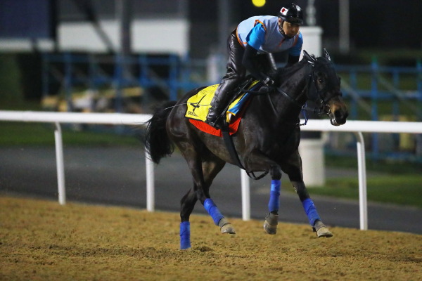 3.28　今朝の日本馬の画像