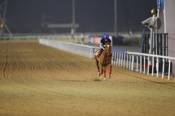 3.28　今朝の日本馬の画像