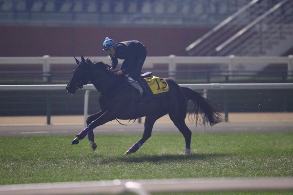 3.28　今朝の日本馬の画像