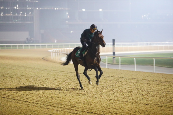 3.29　今朝の日本馬の画像