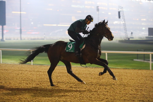 3.29　今朝の日本馬の画像