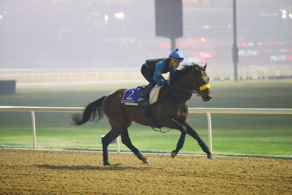 3.29　今朝の日本馬の画像