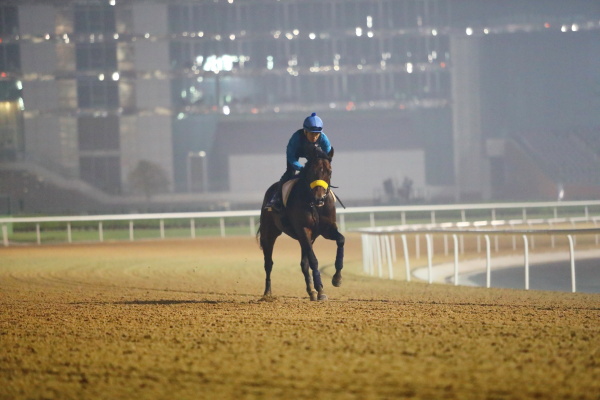 3.29　今朝の日本馬の画像