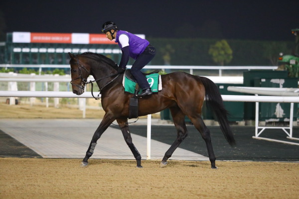 3.30　今朝の日本馬の画像