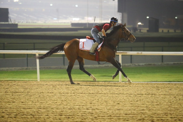 3.30　今朝の日本馬の画像