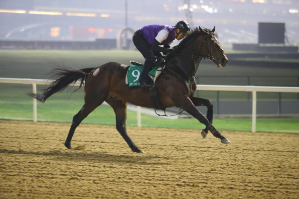 3.30　今朝の日本馬の画像