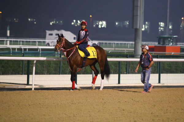 3.30　今朝の日本馬の画像