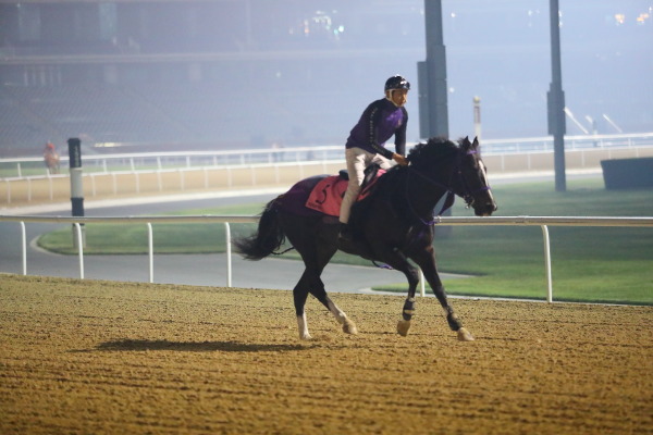 3.30　今朝の日本馬の画像