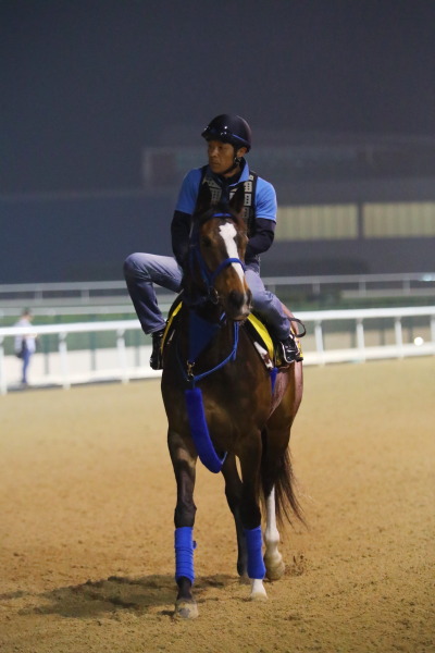 3.30　今朝の日本馬の画像