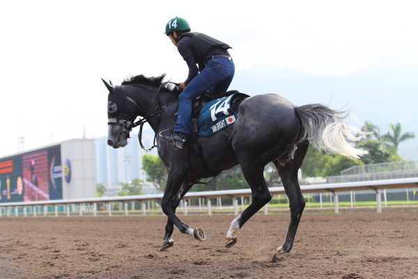 4.26　今朝の日本馬調教の画像