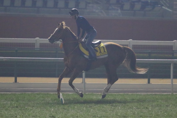 3.30　今朝の日本馬の画像