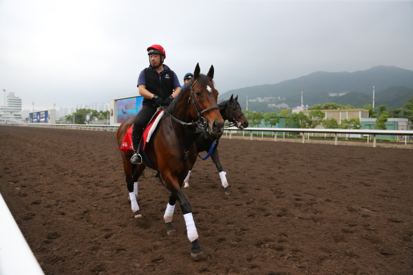 12.5 日本馬の追い切りの画像