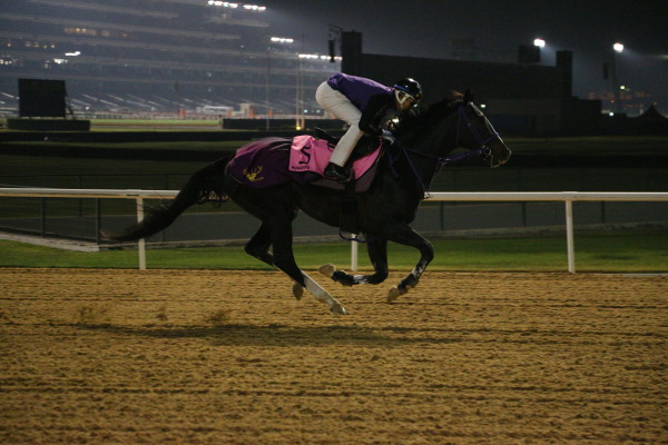 3.27　今朝の日本馬の画像