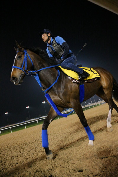 3.28　今朝の日本馬の画像