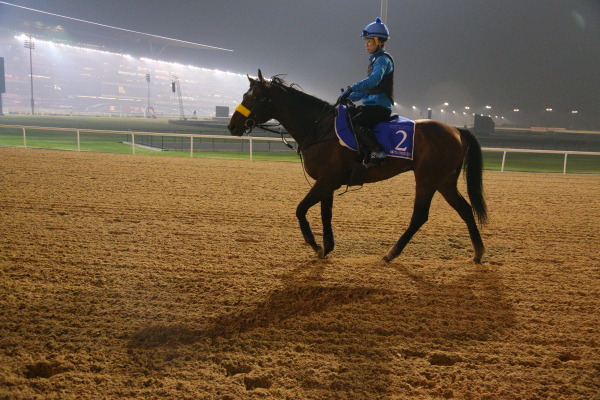 3.29　今朝の日本馬の画像