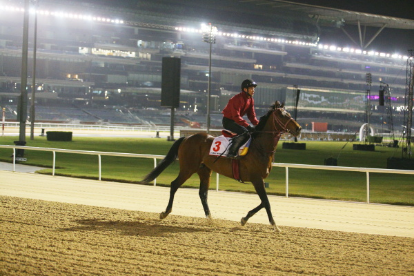 3.24　日本馬の様子の画像