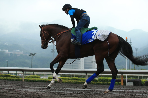 12.9（水）日本馬の様子の画像