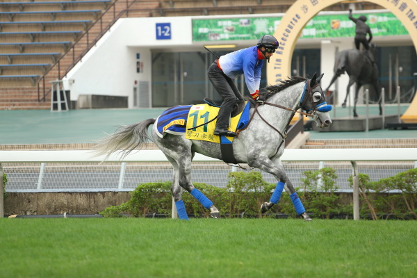 12月7日今朝の日本馬の画像