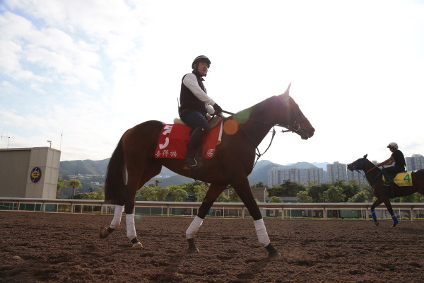 12.11（金）日本馬の様子の画像