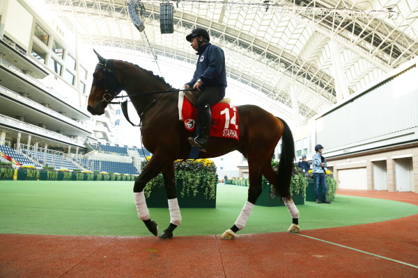 12月9日今朝の日本馬の画像