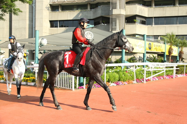 12月9日今朝の日本馬の画像