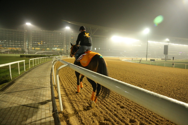 3.22　日本馬の様子の画像