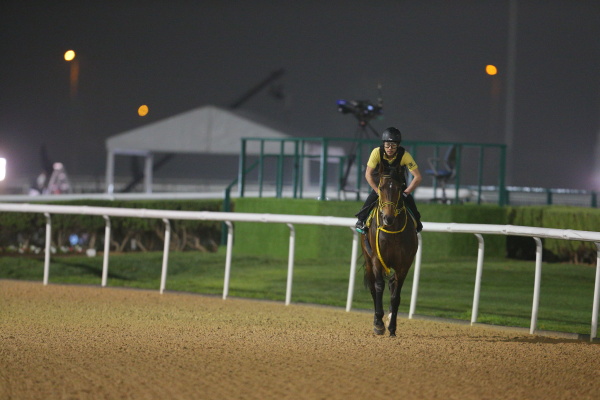 3.22　日本馬の様子の画像