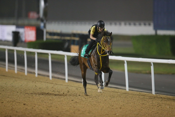 3.22　日本馬の様子の画像