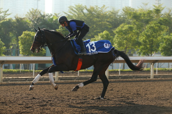 12月10日今朝の日本馬の画像